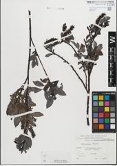 Foto von Salix glabra Scop.